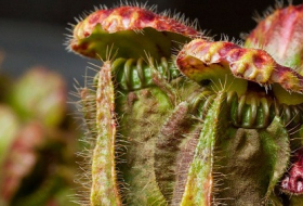 Scientists finally understand how pitcher plants developed the taste for flesh 